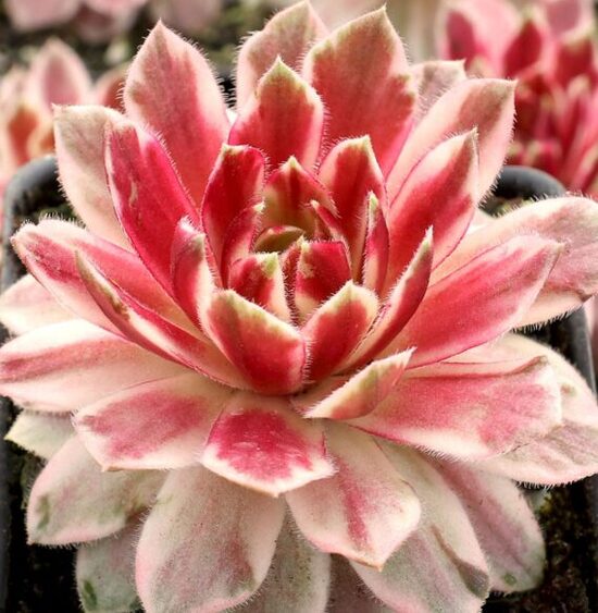 Saulrietenis 'Lotus Bossom'